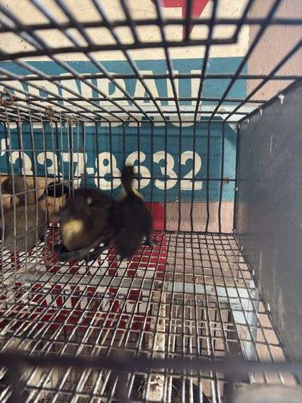 3 Call Ducklings