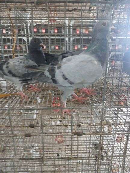 3 Racing Pigeons