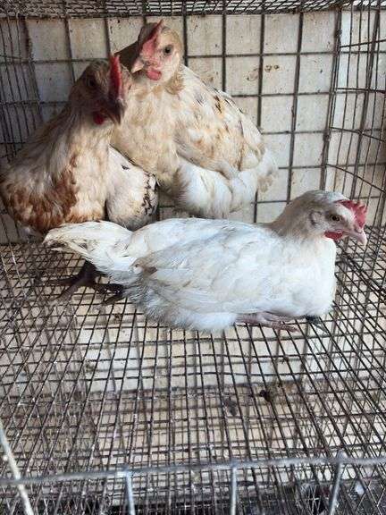 3 Leghorn Cross