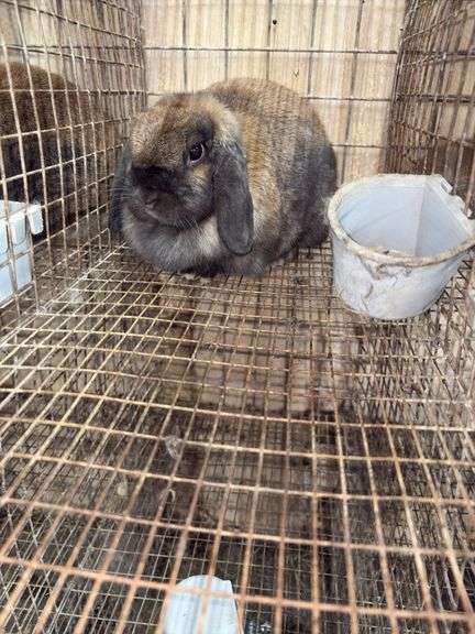 Holland Lop Doe "Rozzy"