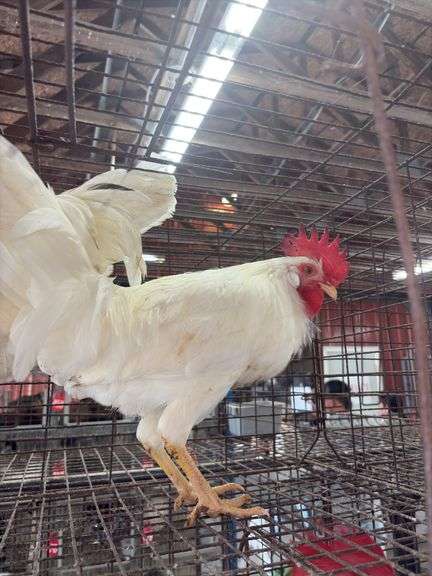 2 Leghorn Roosters