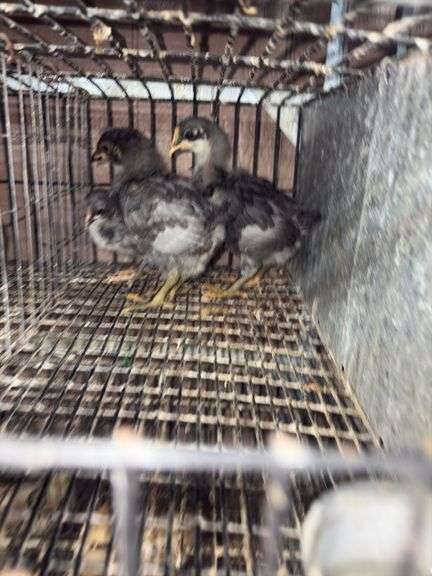 3 Sapphire Gem Pullets