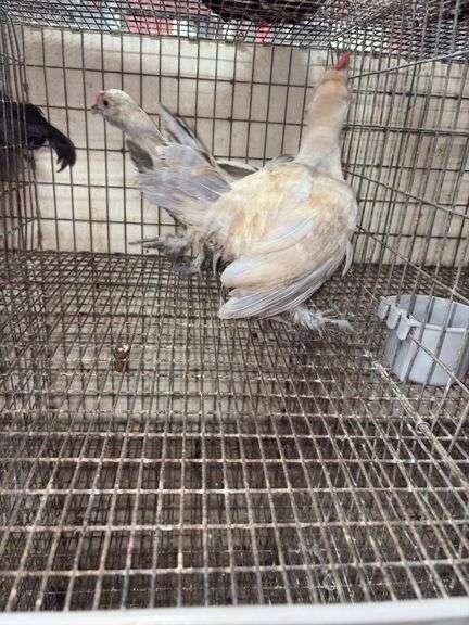 2 Porcelain D'uccle Roosters