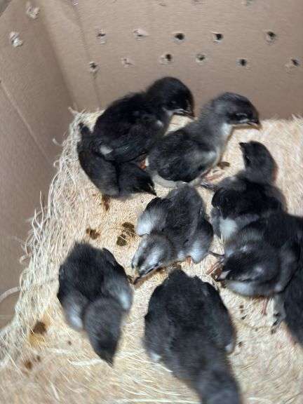 10 Blue/Black Copper Maran Chicks - 2 Wks Old