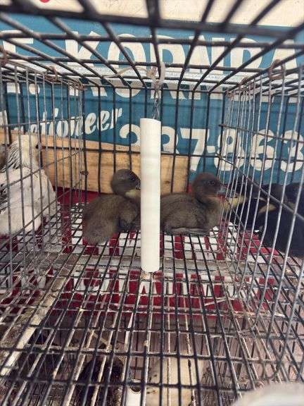 2 Call Ducklings