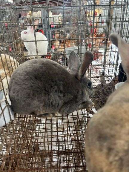 2 Mini Rex Bucks