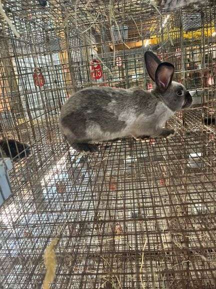 New Zealand Giant Buck - 12wks Old