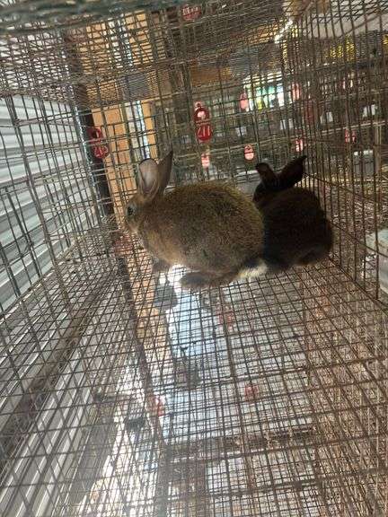 2 Flemish Giant Cross Does