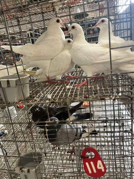 4 Homer Pigeons