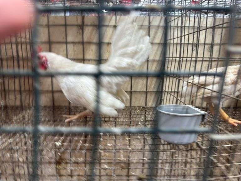 White Old English Bantam Rooster