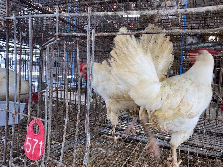 2 White Leghorn Hens