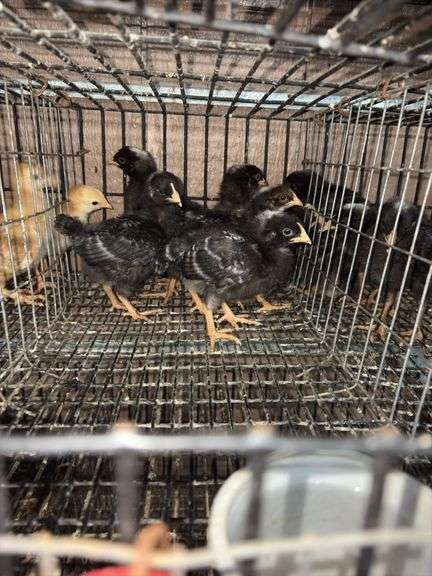 5 Rustic Rock Pullets
