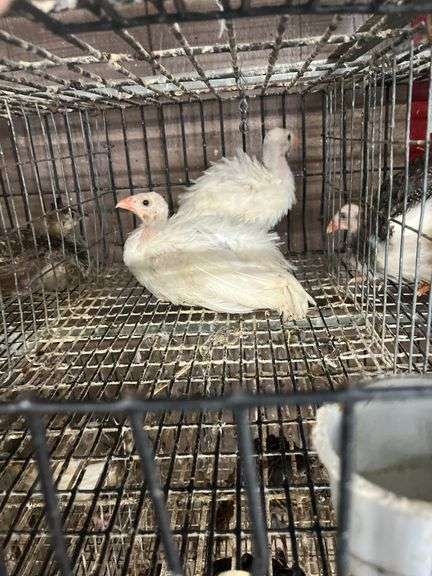 2 White Guineas