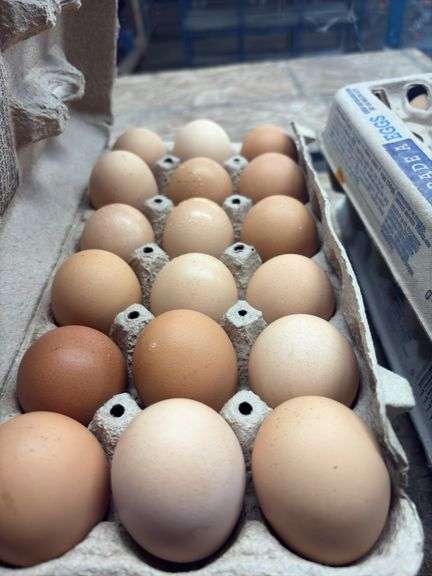 3 Doz Brown Eating Eggs