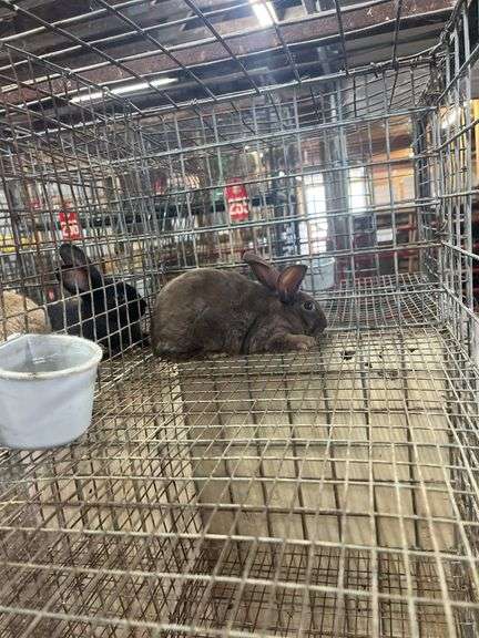 Brown Flemish Giant Mini Rex