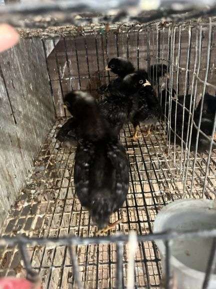 5 Rustic Rock Pullets