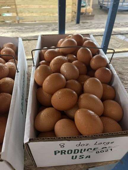 8 Doz Large Brown Eating Eggs