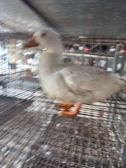 Pekin Hen
