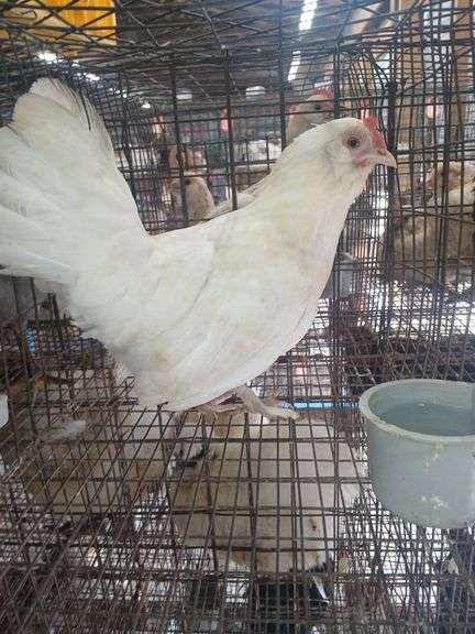 Bantam Laying Hen "Astrid"