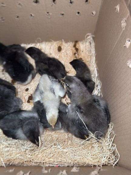 9 BC1 Olive Egger to Blue Copper Maran Chicks - 2 Wks Old
