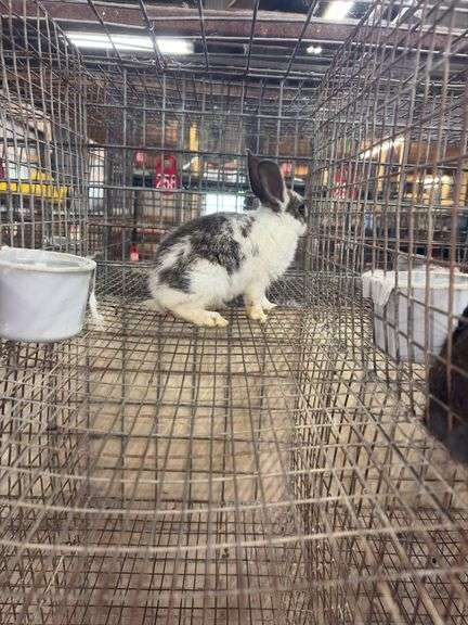 Brown & White Bunny