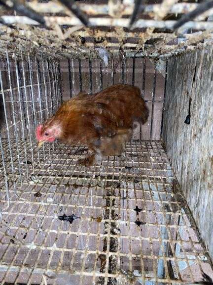 Banty Cochin Chick