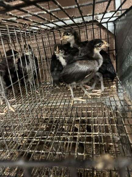 5 White Face Black Spanish Pullets