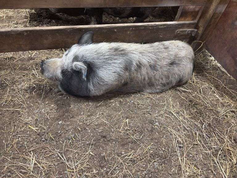 Boar Kune Kune Potbelly Juilanna Cross Pig