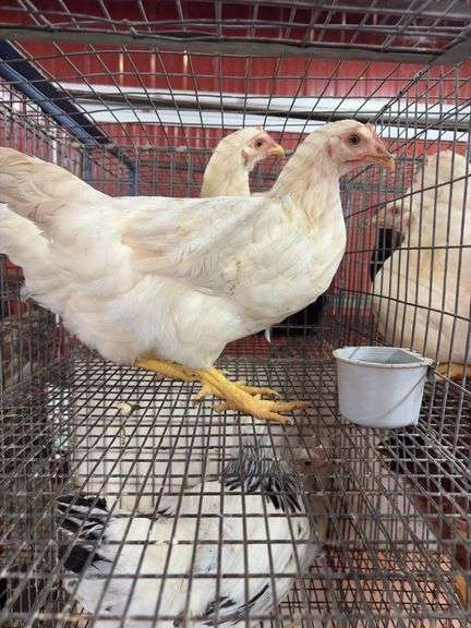2 Amberlink Pullets