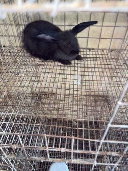 Flemish Mix Buck