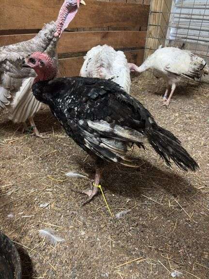 Black Bronze Tom Turkey - 3.5 Mos Old