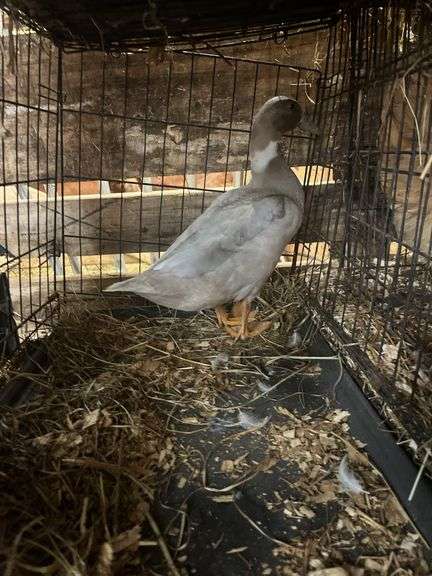 Silver Swedish Hen - 5-6 Months Old