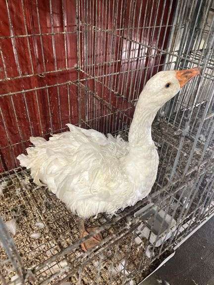Curly Sebastopol Female Goose - 1 Yr Old - Very Sweet & Docile