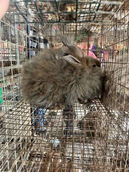 Aguti English Angora Doe