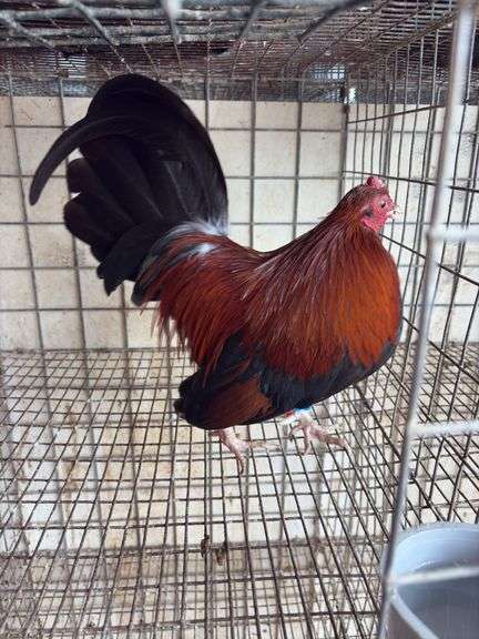 BB Red Banty Rooster