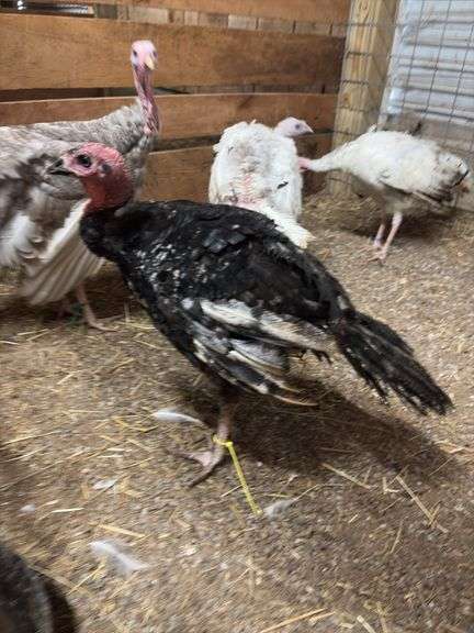 Black Bronze Tom Turkey - 3.5 Mos Old