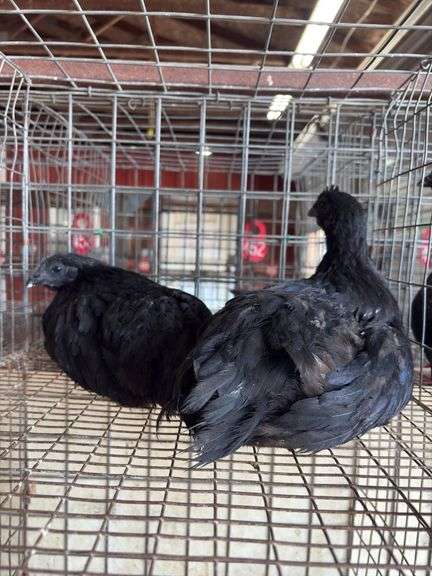 2 Ayam Cemani Hens