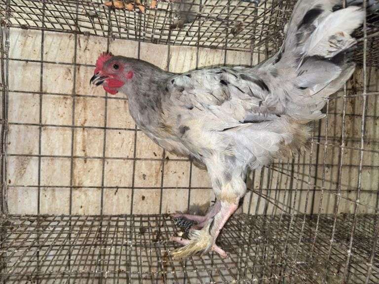 Splash Copper Maran Rooster