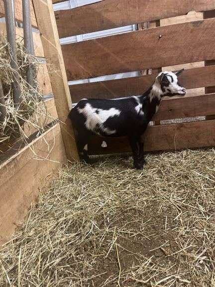 Black & White Polled Nigerian Dwarf Bred Nanny