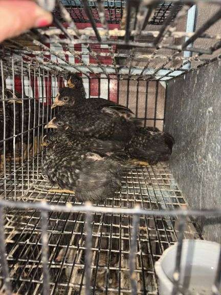 5 Plymouth Barred Rock Hens