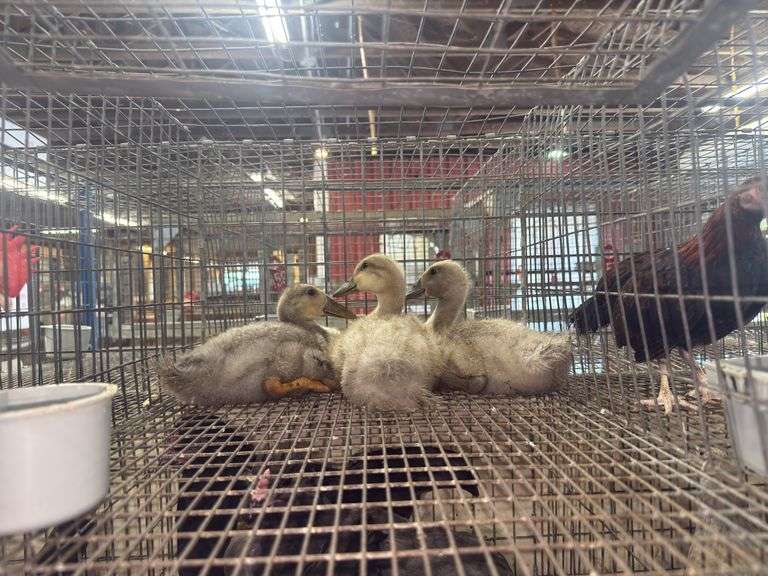 3 Blue Swedish Ducklings - 4 Wks Old