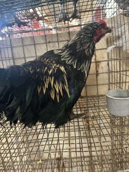Barnyard Mix Rooster