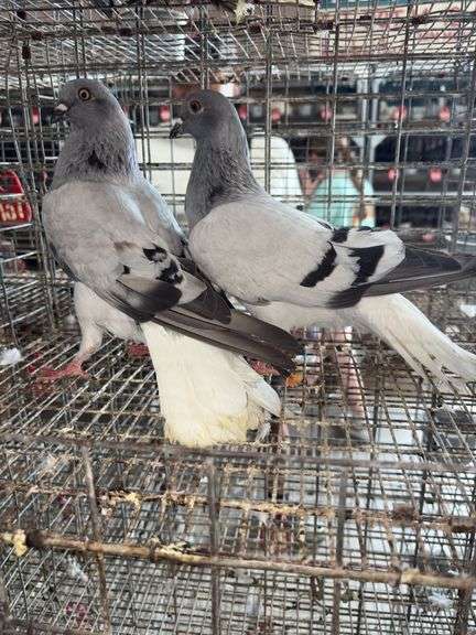 2 Carrier Pigeons