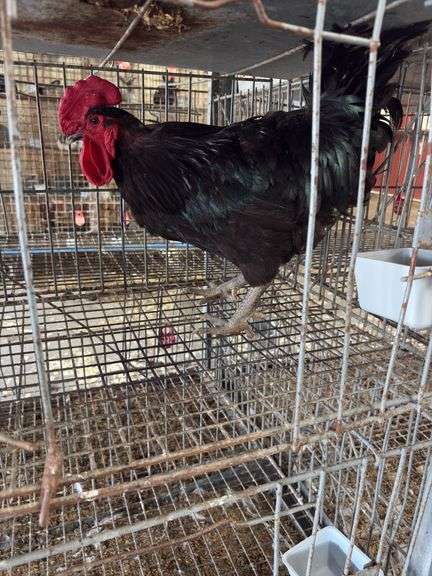 Jersey Giant Rooster