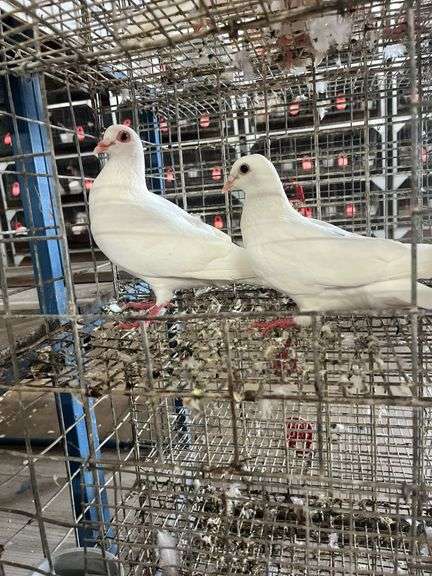 2 Homer Pigeons