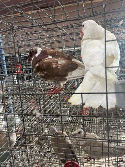 2 Homer Pigeons