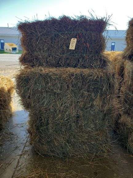 13 1st Orchard Grass Timothy Mix