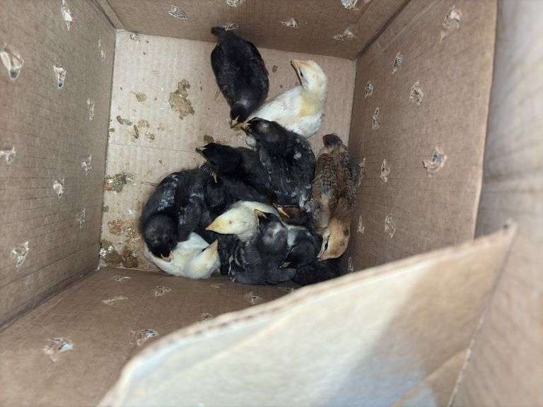 12 Chicks - Brahma & Barred