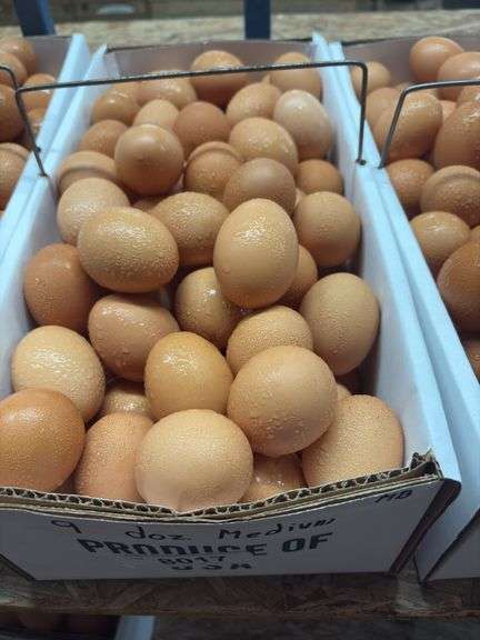 9 Doz Medium Brown Eating Eggs
