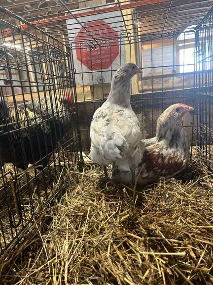 Pair Young Chickens - Tri Color Langshan Rooster "Doodle" & Blue/Black Langshan Hen "Pixie"